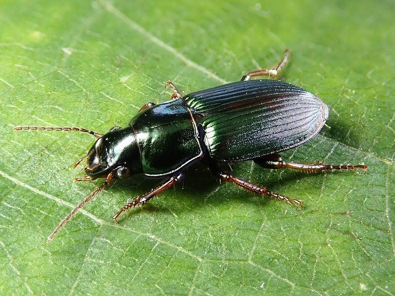 Carabidae: Harpalus distinguendus
